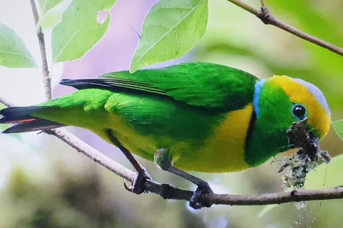Resplendent Quetzal-Tucans- Tropical Birdwatching Tour Monteverde - Practical details before you book