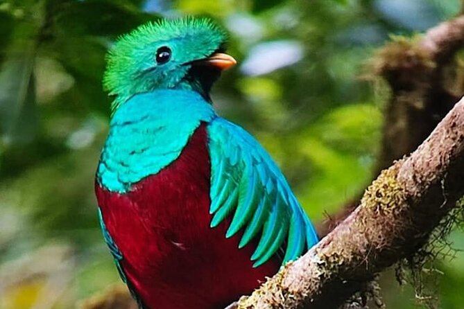 Resplendent Quetzal-Tucans- Tropical Birdwatching Tour Monteverde - The guide is the real equipment