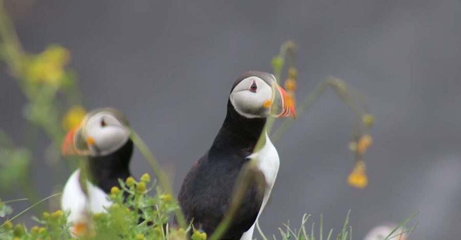Reykjavik: 1-Hour Puffin Watching Tour - Key points to know before sailing