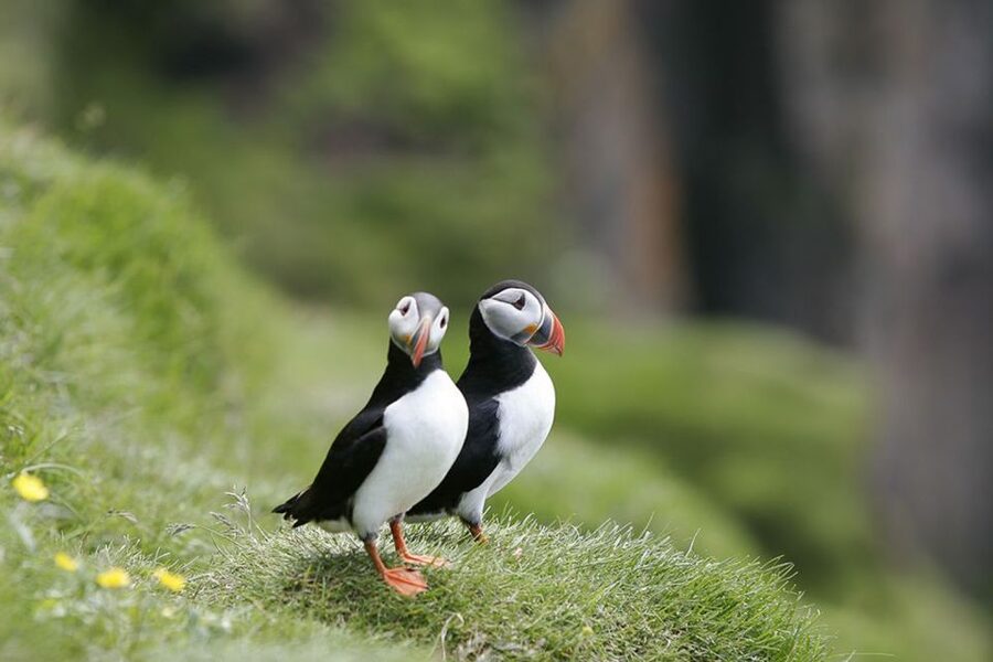 Reykjavik: 1-Hour Puffin Watching Tour - Thirty minutes of birdwatching near the colony
