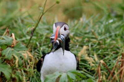 1-Hour Puffin Watching Tour