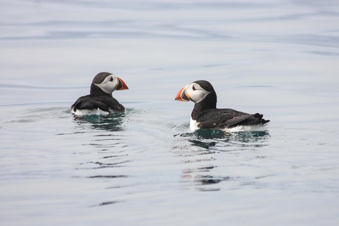 Reykjavik Premium Puffin tour | Close Up and Personal - Racing out from Reykjavik’s harbor