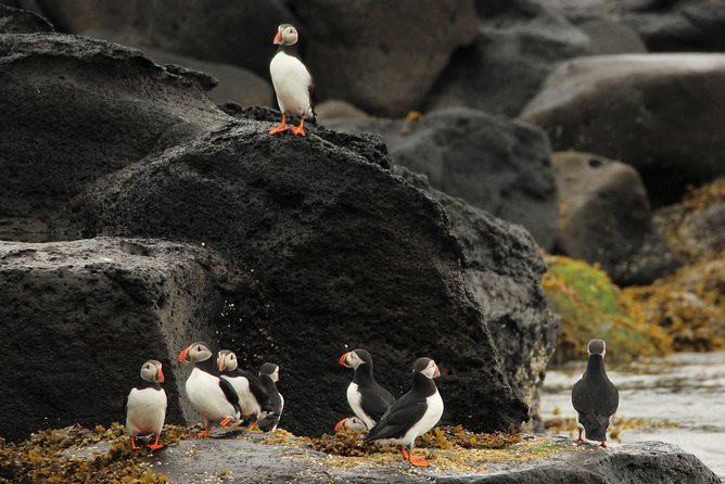 Reykjavik Premium Puffin tour | Close Up and Personal - How close is close enough?