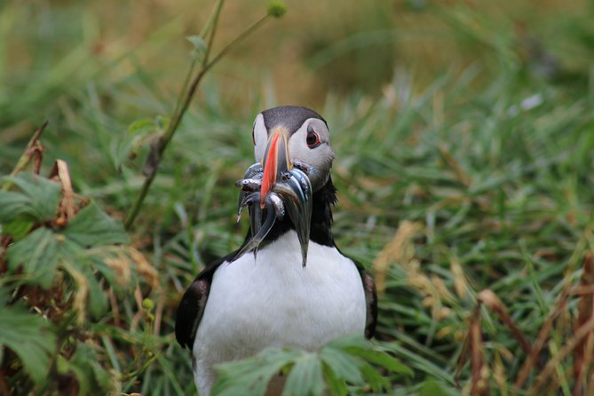 Reykjavik Premium Puffin tour | Close Up and Personal - Who will enjoy this puffin trip most?