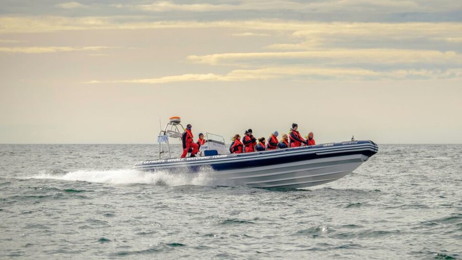 Reykjavik: Premium Whale and Puffin Watching Evening Tour - Key points to know before booking