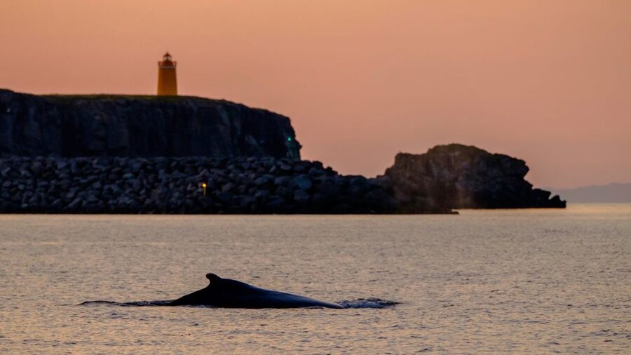 Reykjavik: Premium Whale and Puffin Watching Evening Tour - Should you book the Reykjavik Premium Whale and Puffin Watching Evening Tour?