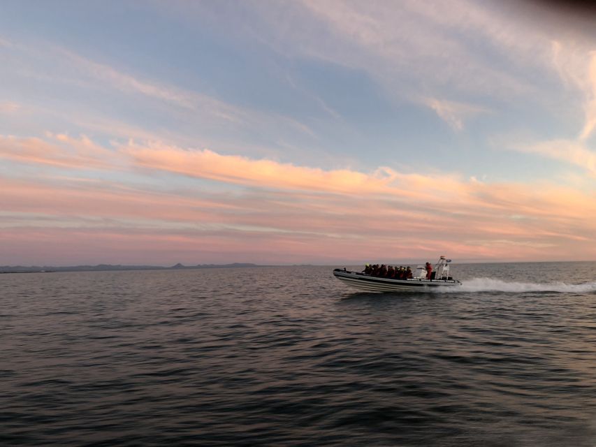 Reykjavik: Premium Whale and Puffin Watching Evening Tour - Puffin islands from May 15 through August 20