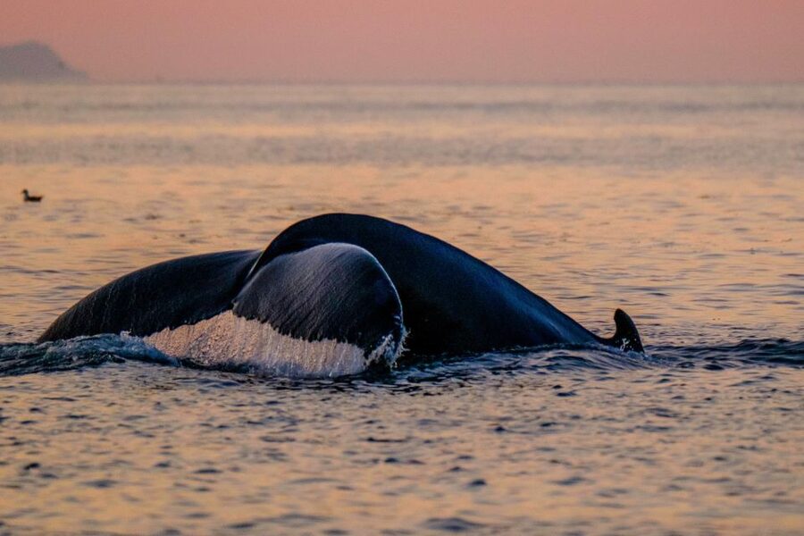 Reykjavik: Premium Whale and Puffin Watching Evening Tour - The midnight sun makes the evening departure worthwhile