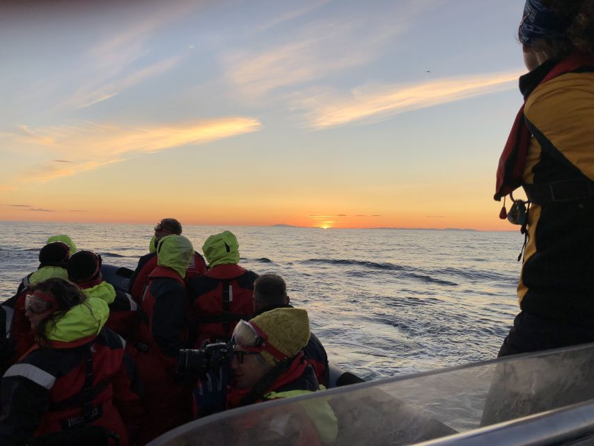 Reykjavik: Premium Whale and Puffin Watching Evening Tour - Returning past Harpa and the Sun Voyager