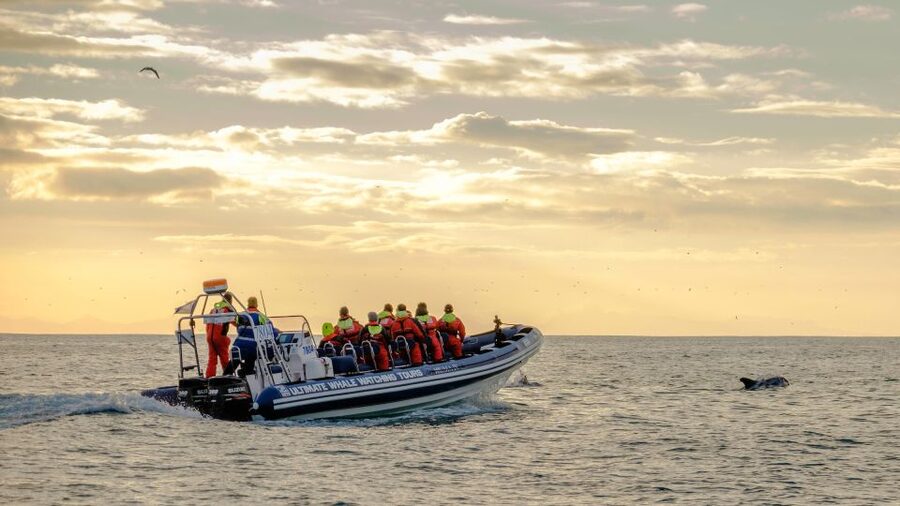 Reykjavik: Premium Whale and Puffin Watching Evening Tour - Guides, safety, and the physical demands