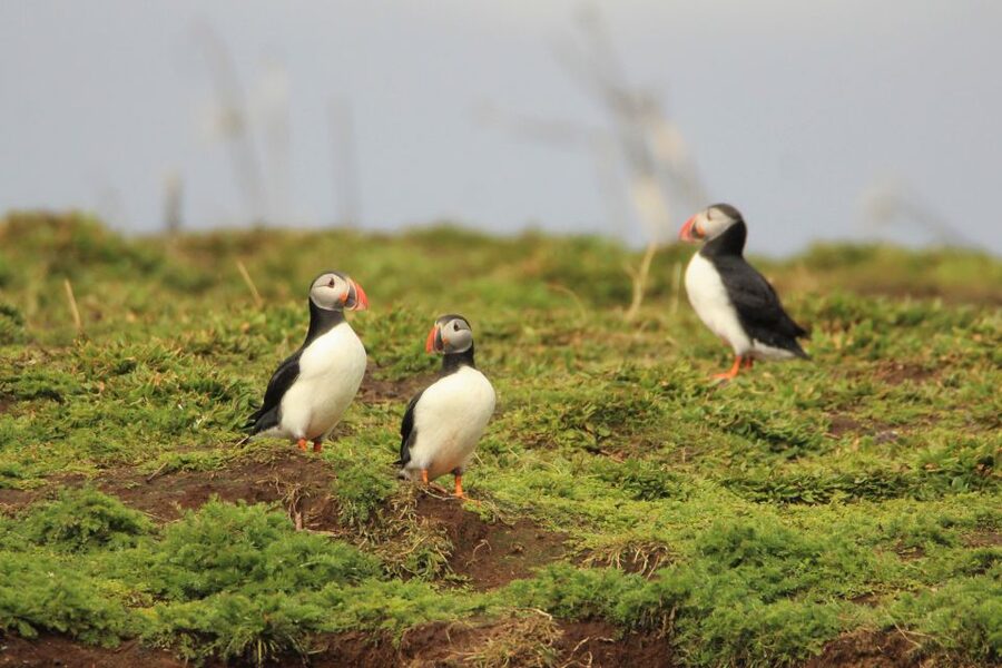 Reykjavik: Premium Whale and Puffin Watching Evening Tour - Is the $200 price a good value?