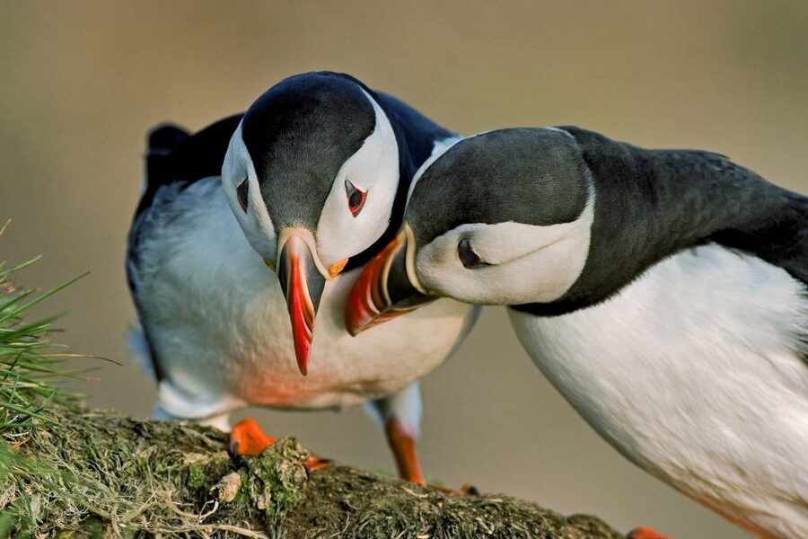Reykjavik: Puffin Watching Boat Tour - From Reykjavik’s Old Harbour to the puffin islands
