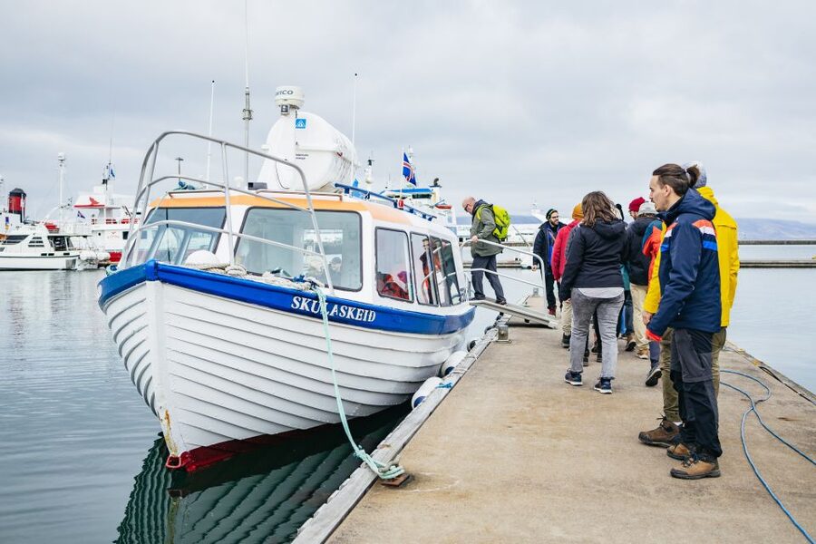 Reykjavik: Puffin Watching Boat Tour - The real value of the $64 price