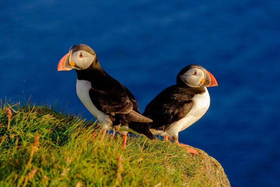 Reykjavik: Puffin Watching Tour - Key points to know before you book