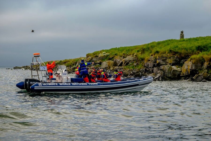 Reykjavik: Puffin Watching Tour - How the one-hour timing fits your day