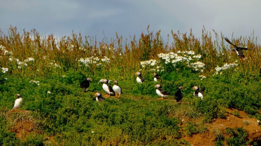 Reykjavik: Puffin Watching Tour - Reaching the puffin islands and cliffs