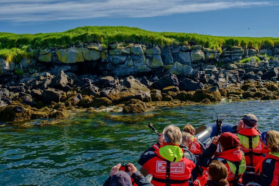 Reykjavik: Puffin Watching Tour - Watching puffins feed, fly, and gather