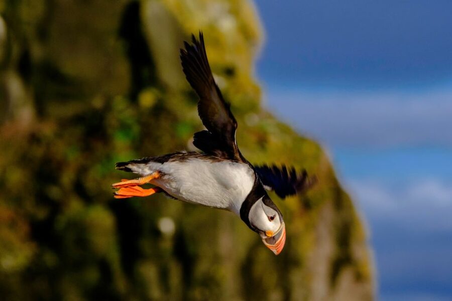 Reykjavik: Puffin Watching Tour - Other birds and possible marine life