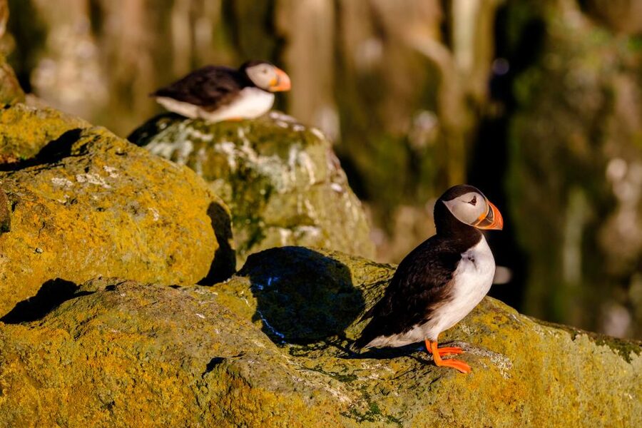 Reykjavik: Puffin Watching Tour - Photography from a moving RIB