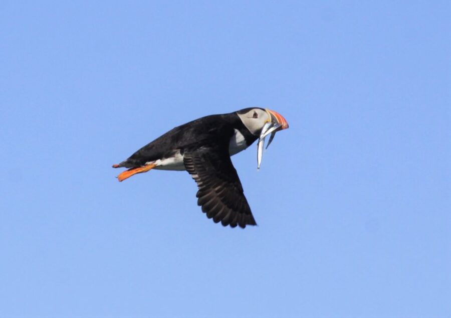 Reykjavik: Puffin Watching Tour - Comfort, safety, and the small-group feel
