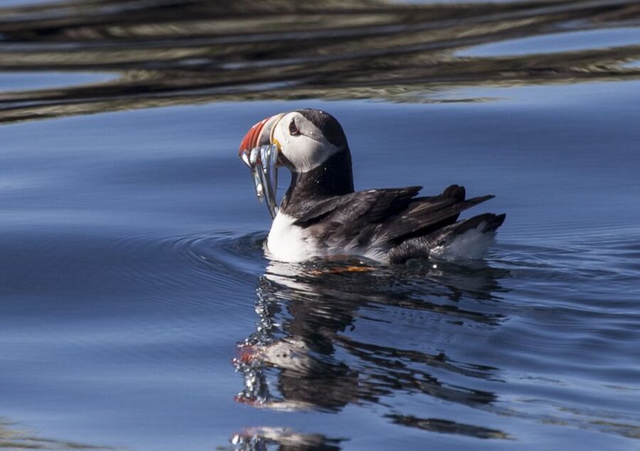 Reykjavik: Puffin Watching Tour by RIB Speedboat - Key points to know before booking