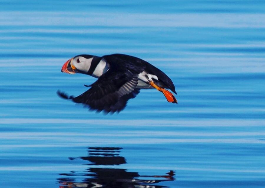 Reykjavik: Puffin Watching Tour by RIB Speedboat - A quick ride from Reykjavik’s Old Harbor