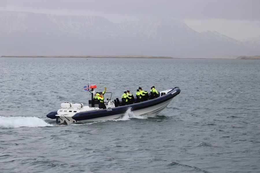 Reykjavik: Puffin Watching Tour by RIB Speedboat - The birds you may see beyond puffins
