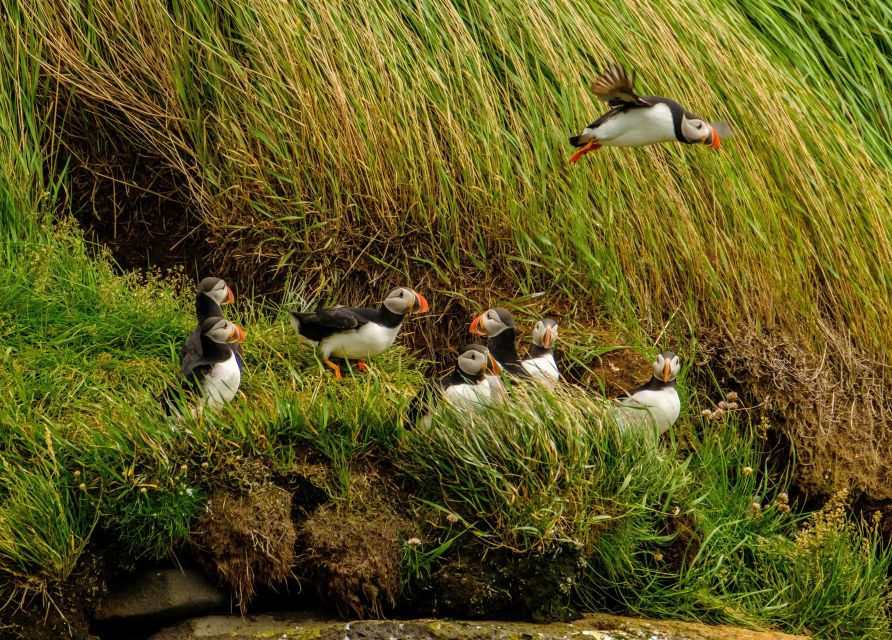 Reykjavík: RIB Speed-Boat Puffin Watching Tour - Why the RIB boat changes the puffin experience