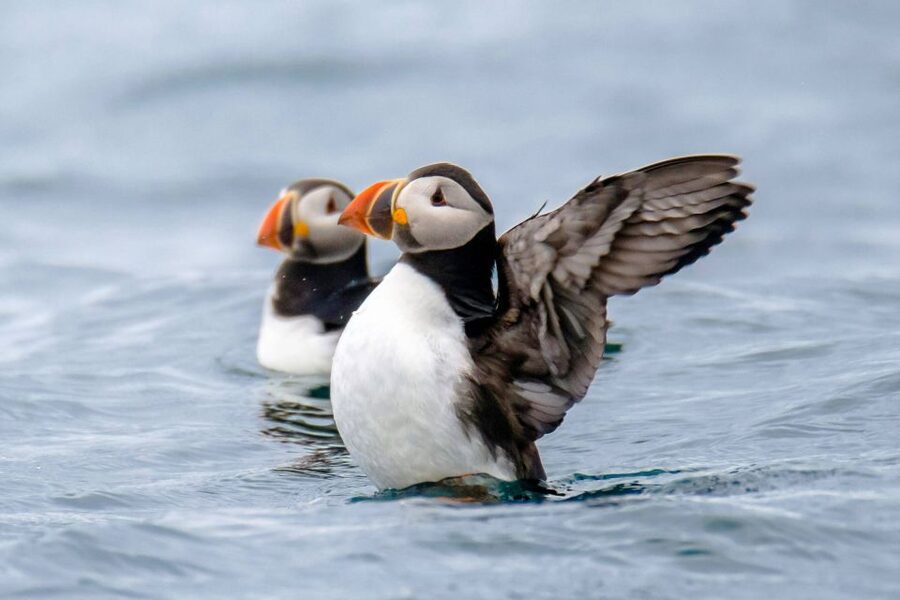 Reykjavík: RIB Speed-Boat Puffin Watching Tour - What you see around the puffin colonies