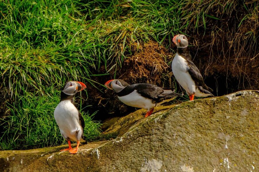 Reykjavík: RIB Speed-Boat Puffin Watching Tour - Is the puffin speedboat worth $81?