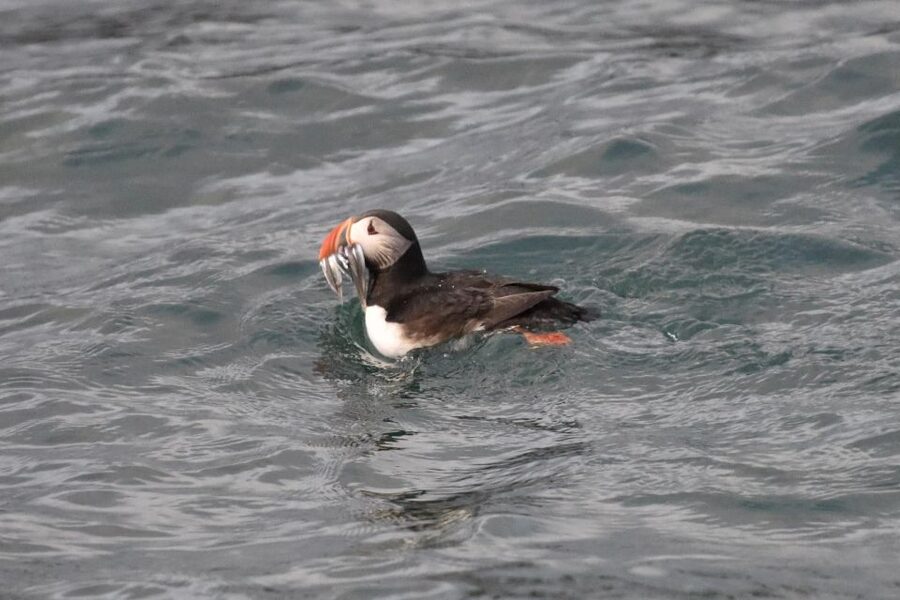 Reykjavík: RIB Speed-Boat Puffin Watching Tour - Leaving Reykjavik harbor for the puffin islands