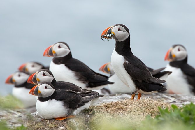 Reykjavik Shore Excursion: Puffin Sightseeing Cruise - Key points at a glance