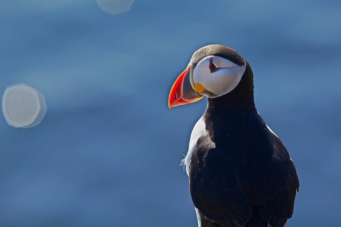 Reykjavik Shore Excursion: Puffin Sightseeing Cruise - Circling Akurey Island for puffins