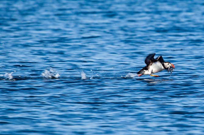 Reykjavik Shore Excursion: Puffin Sightseeing Cruise - What the binoculars and cameras can do