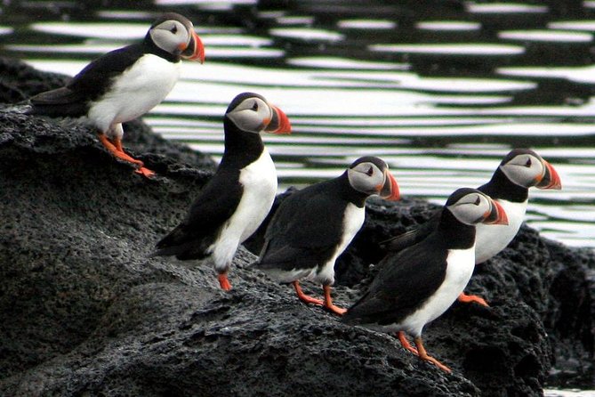 Reykjavik Shore Excursion: Puffin Sightseeing Cruise - The quiet pause with the engine off