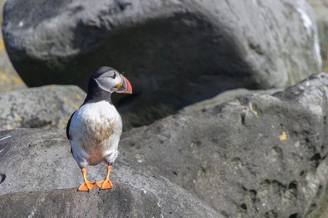 Reykjavik Shore Excursion: Puffin Sightseeing Cruise - Timing, season, and the puffin question