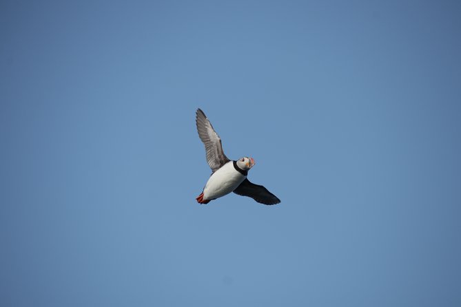 Reykjavik Shore Excursion: Puffin Sightseeing Cruise - Is $63.51 a fair price?