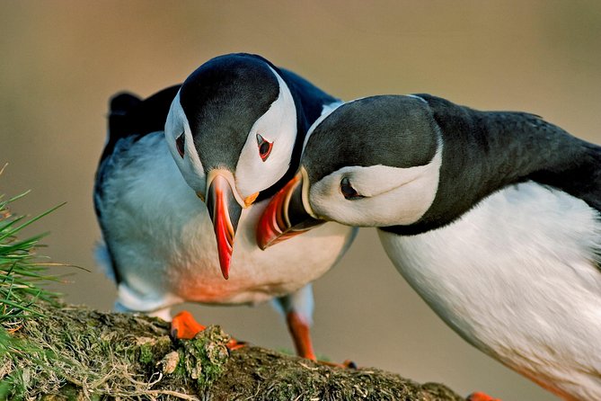 Reykjavik Shore Excursion: Puffin Sightseeing Cruise - Finding the boat at Skarfabakki Harbour