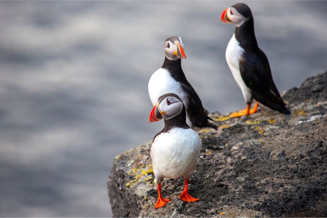 Reykjavík: Westman Islands, Volcanoes and Puffins Minibus Tour - Why Heimaey Makes Such a Strong Day Trip