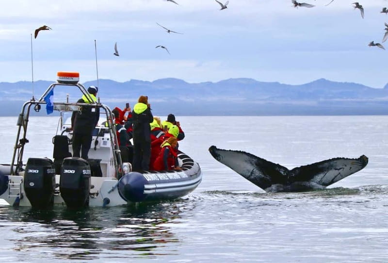 Reykjavik: Whale and Puffin Watching RIB Boat Tour - Key points to know before you go