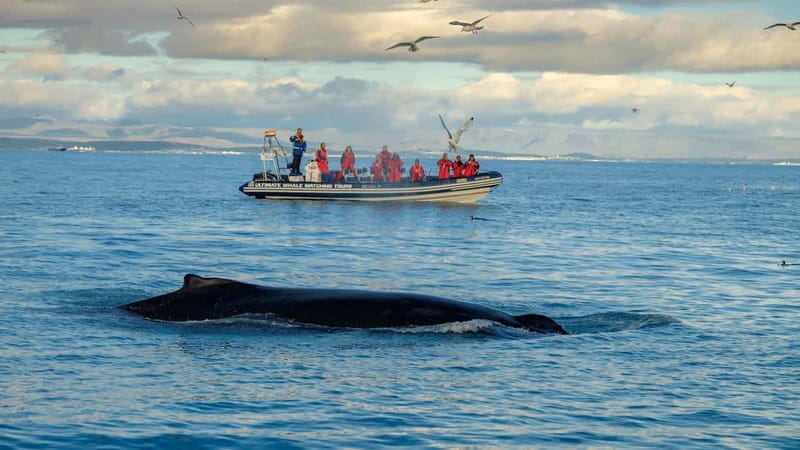 Reykjavik: Whale and Puffin Watching RIB Boat Tour - Leaving Reykjavik’s Old Harbour by RIB