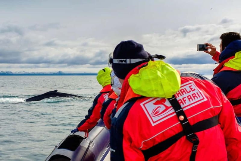Reykjavik: Whale and Puffin Watching RIB Boat Tour - Searching for whales, dolphins, and porpoises