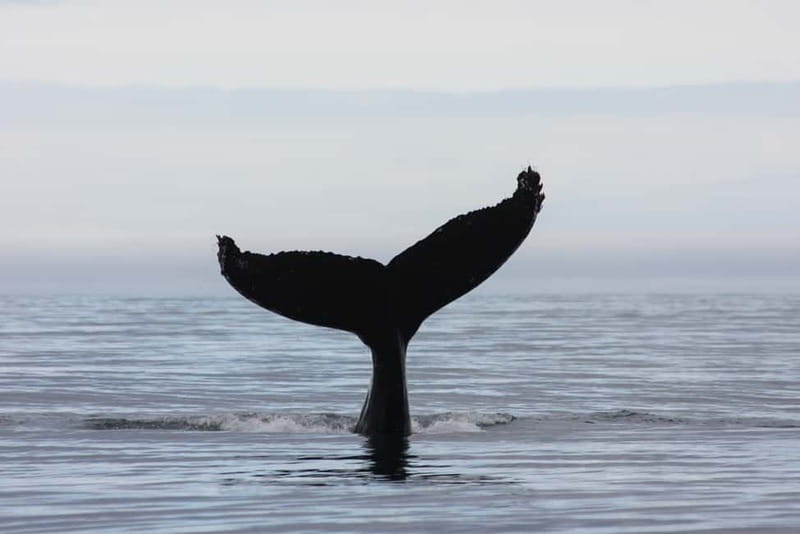 Reykjavik: Whale and Puffin Watching RIB Boat Tour - Who will enjoy this tour most?