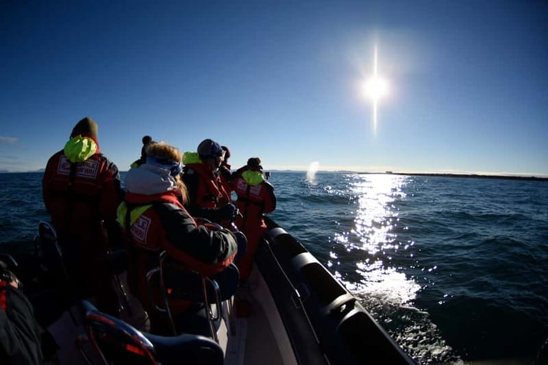 Reykjavik: Whale and Puffin Watching RIB Boat Tour - Practical planning for the best chance