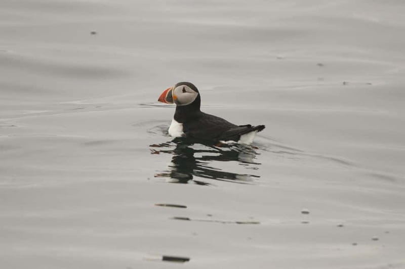 Reykjavik: Whale and Puffin Watching RIB Boat Tour - Should you book the Reykjavik RIB tour?