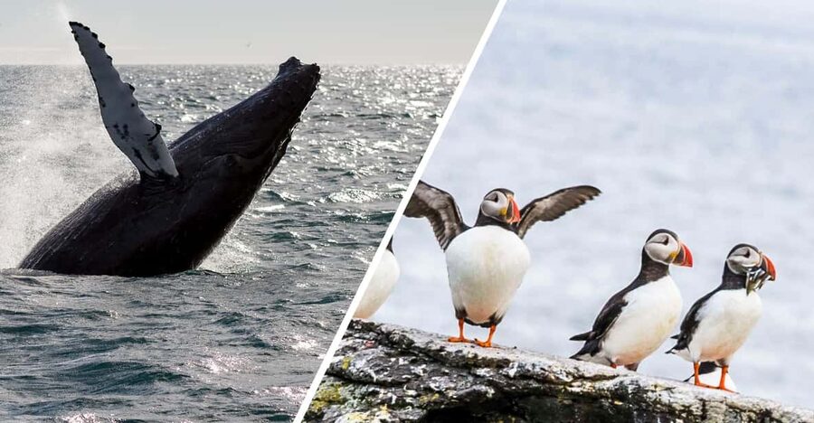 Reykjavik: Whale Watching and Puffin Excursion - Two Atlantic outings from Reykjavik’s Old Harbour