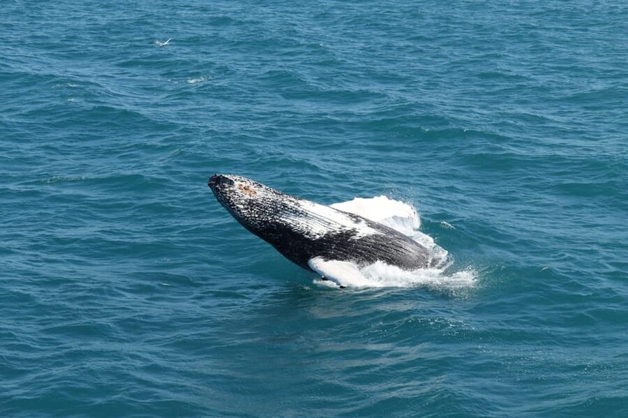 Reykjavik: Whale Watching and Puffin Excursion - Why the guides and boat setup matter