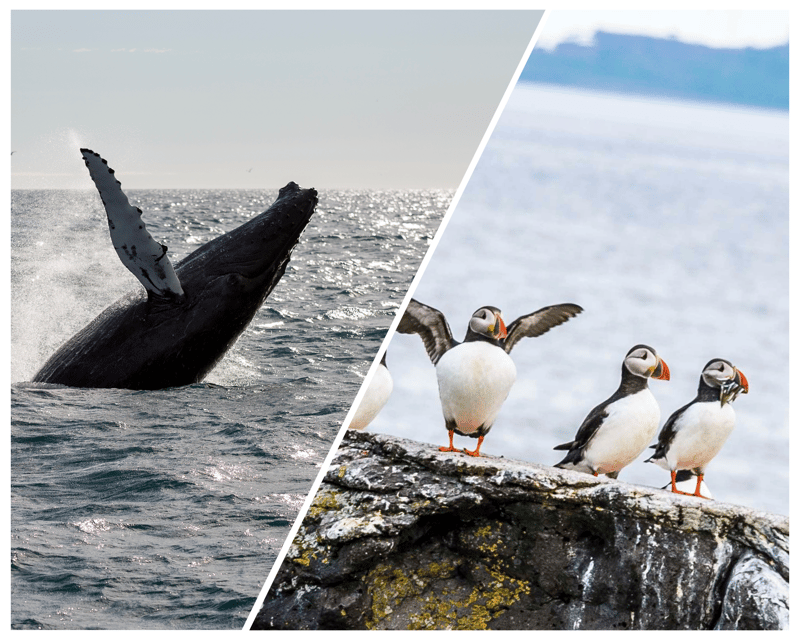 Reykjavik: Whale Watching and Puffin Excursion - Weather, comfort, and the honest limits of wildlife viewing