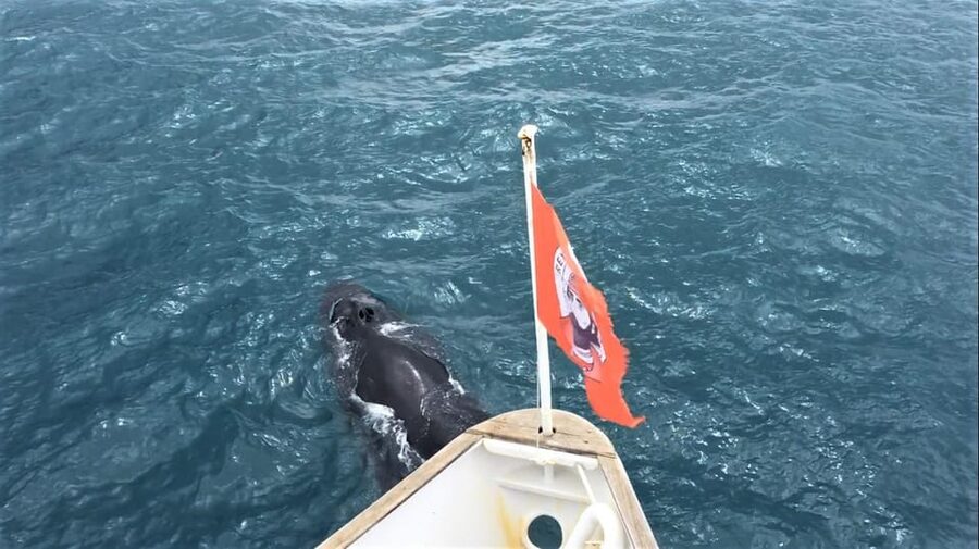 Reykjavik: Whale Watching and Puffin Excursion - Is $153 a fair price for both trips?