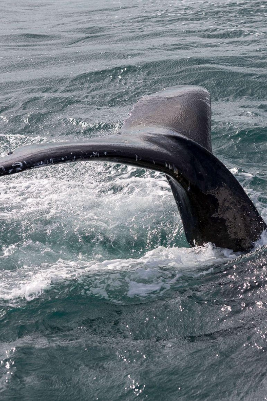 Reykjavik: Whale Watching and Puffin Excursion - Planning the day without a scheduling mistake
